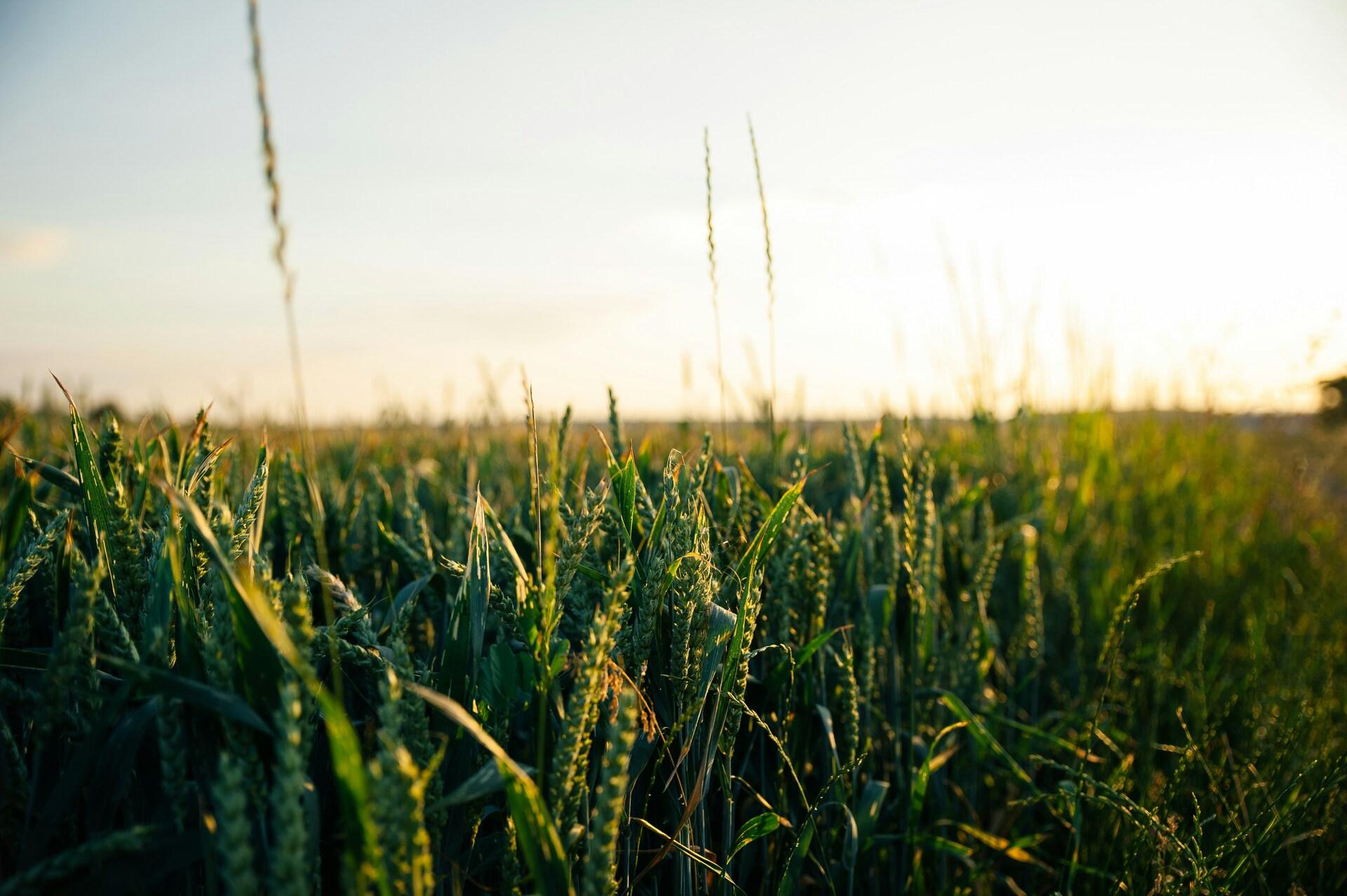 Vibe Coding and the Field of Dreams Problem